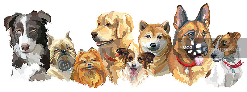 狗品种合集图片素材