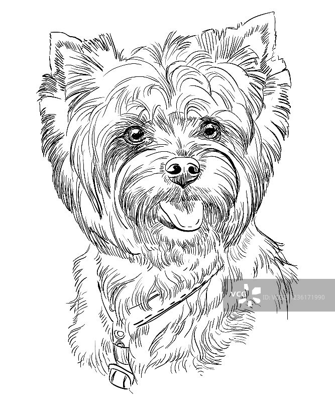 手绘约克夏犬肖像图片素材