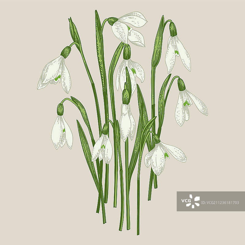 雪滴花花束图片素材