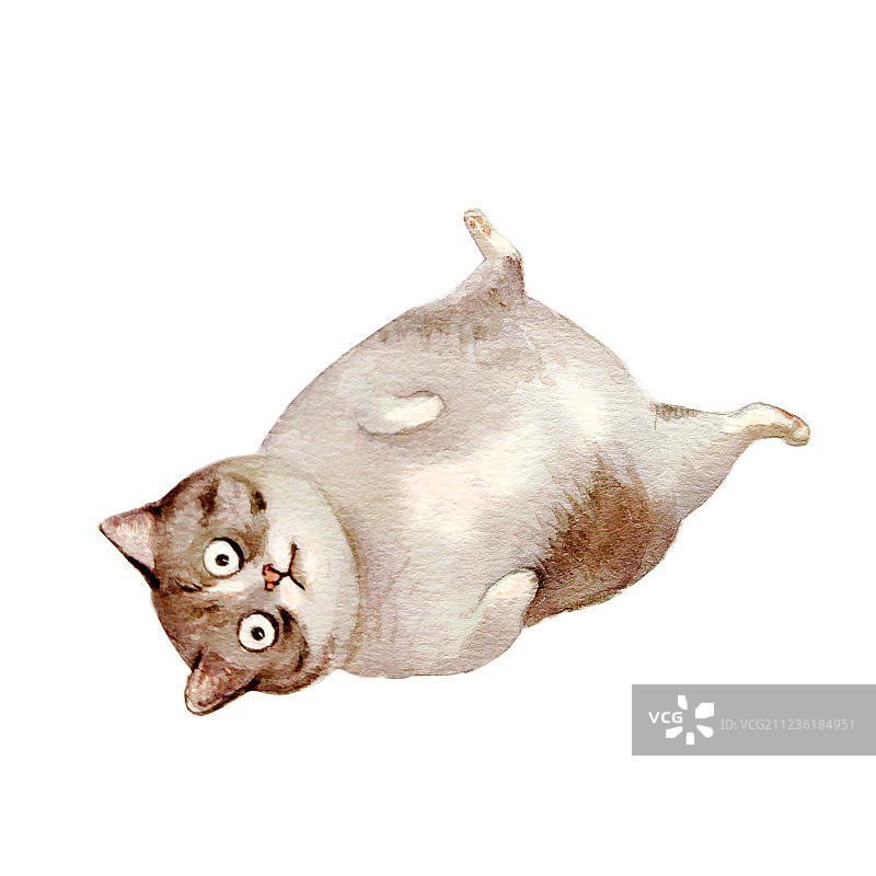 懒猫系列 打滚图片素材