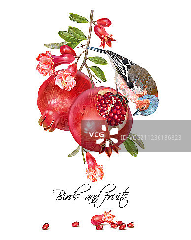 小雀石榴贺卡图片素材