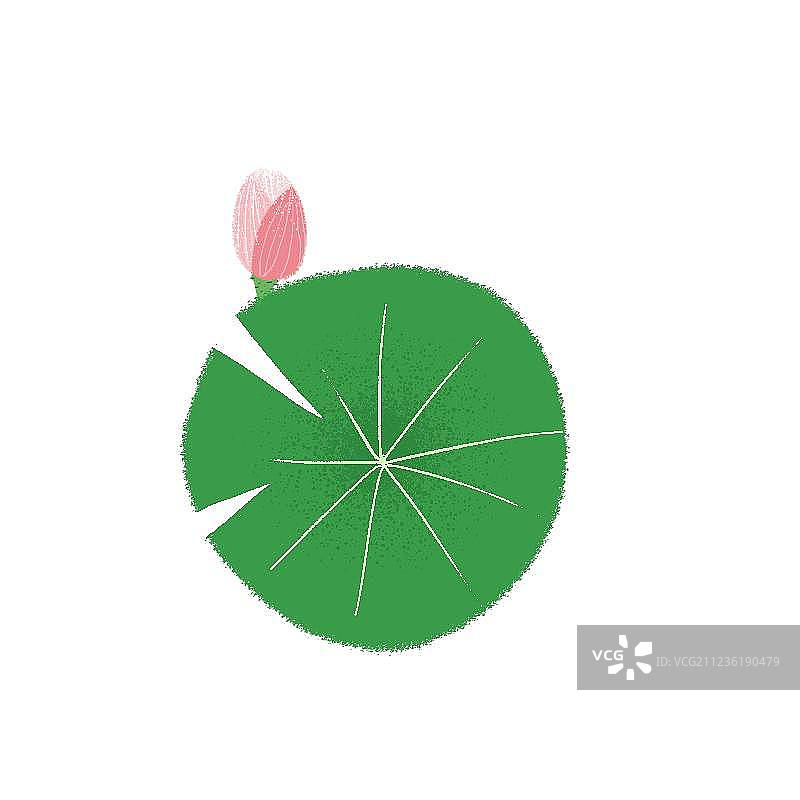 荷叶荷花图片素材