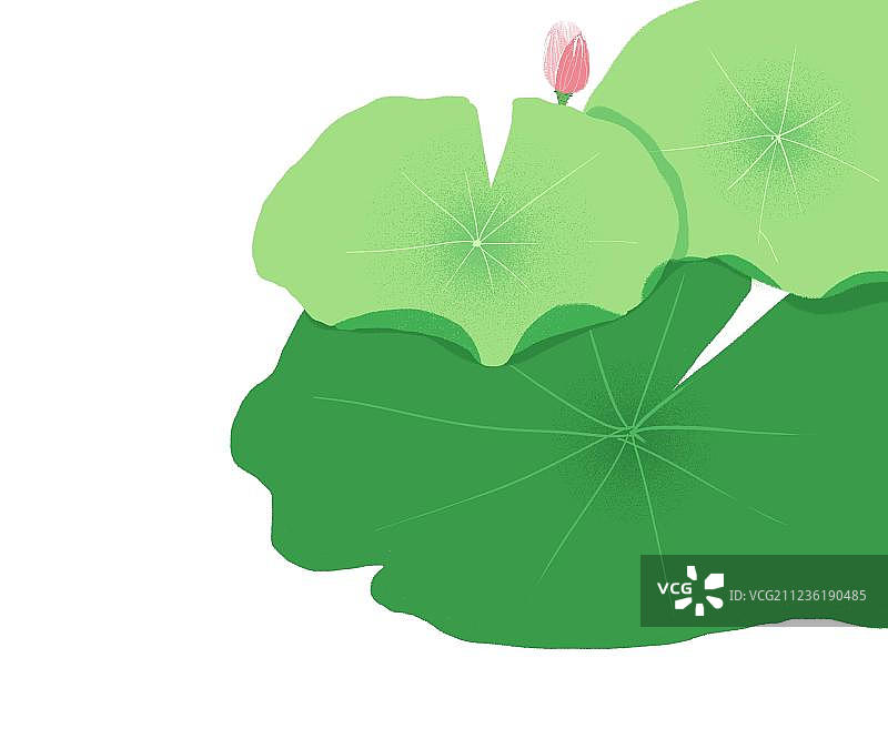 夏天的荷叶图片素材