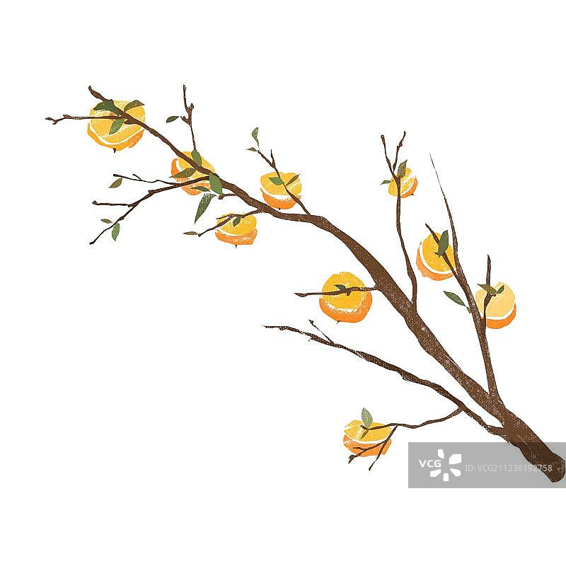 柿子树图片素材