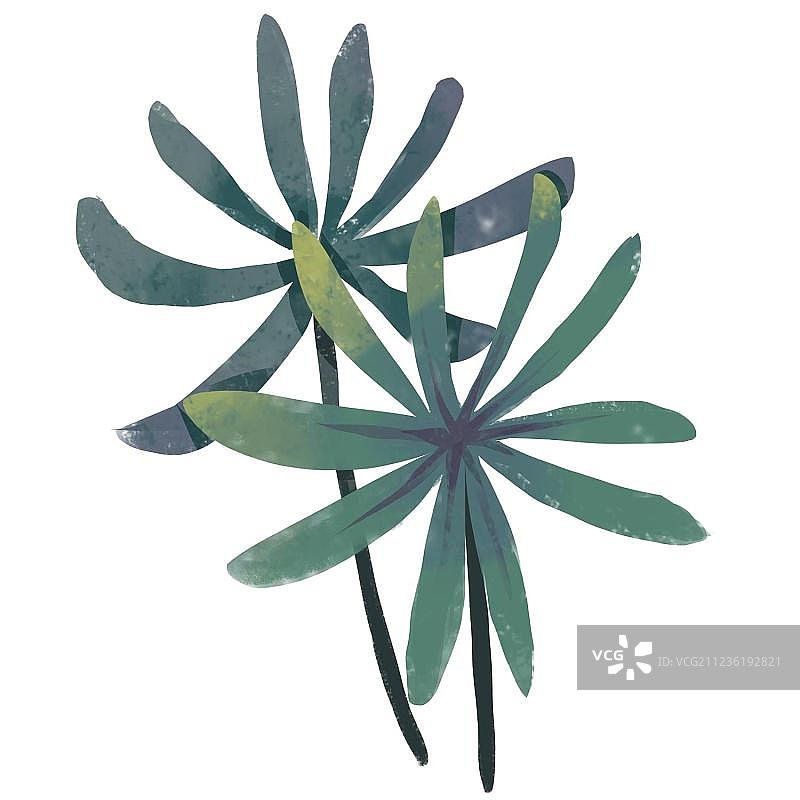 热带植物图片素材