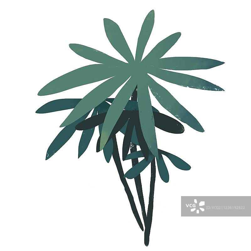 热带植物的叶子图片素材