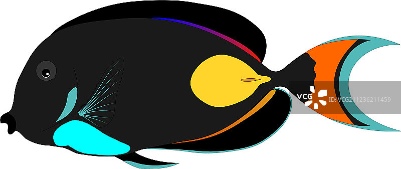 蝴蝶黑鱼图片素材