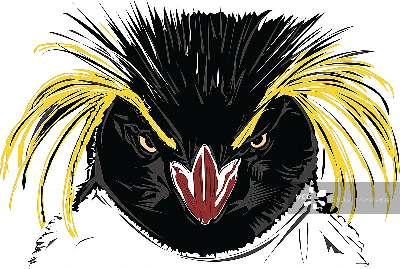 凤头黄眉企鹅图片素材