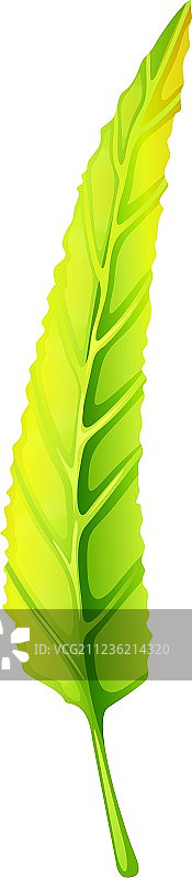 一片绿色的长叶图片素材