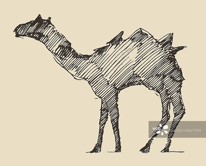 骆驼手绘素描图片素材