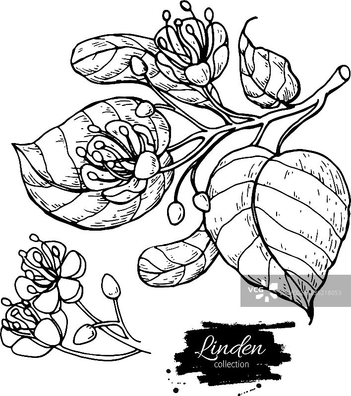 菩提树绘画集，孤立的菩提树图片素材