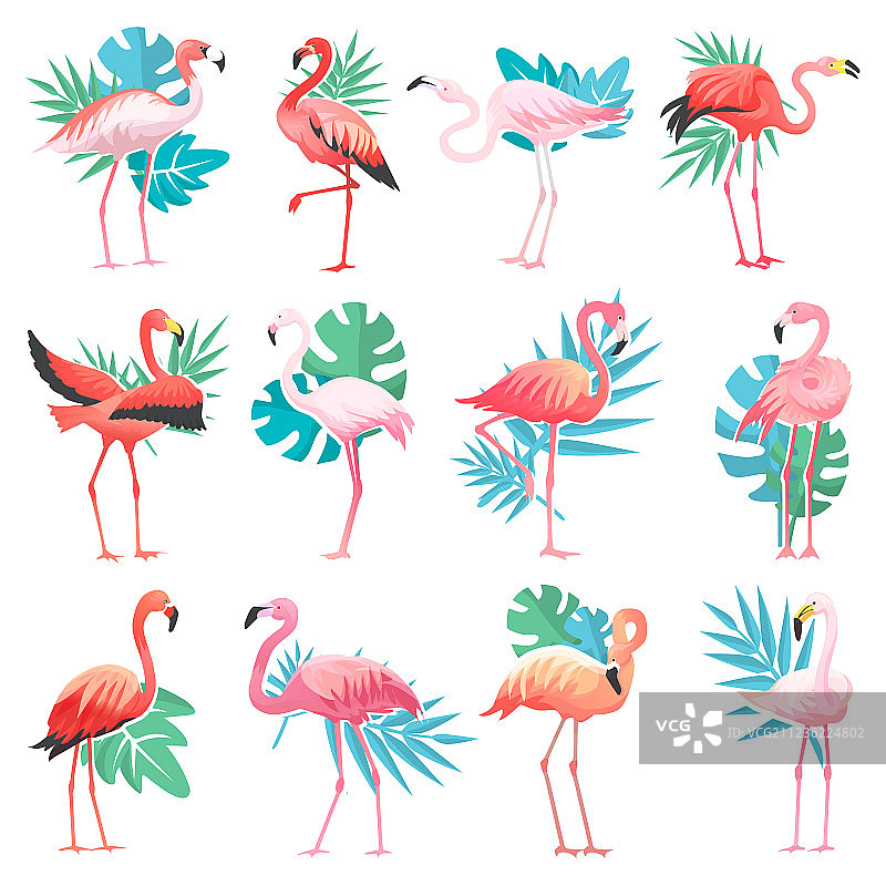热带粉色火烈鸟图片素材