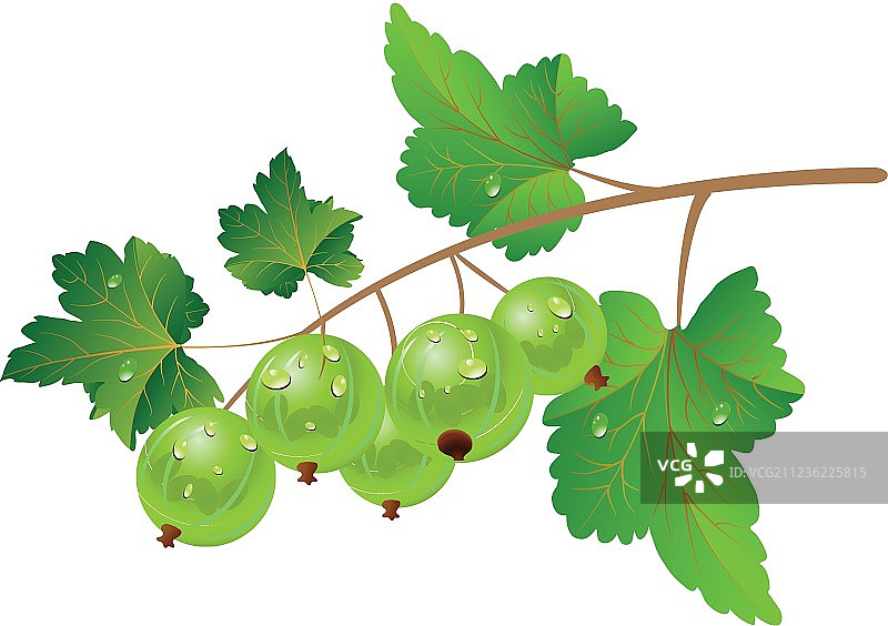 绿色醋栗图片素材