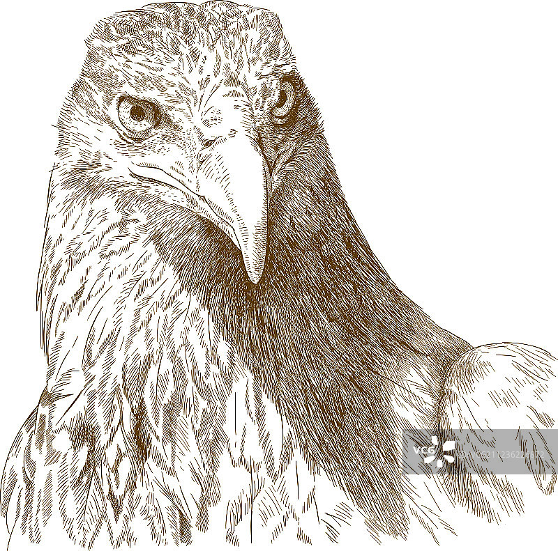 大鹰头部雕刻图片素材