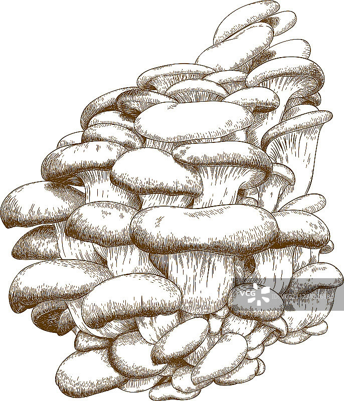 牡蛎蘑菇雕刻图片素材