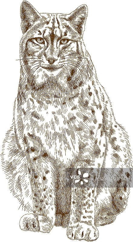 猞猁雕刻图片素材