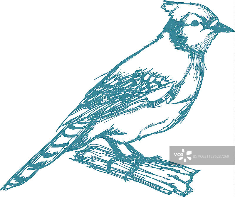 簇绒山雀鸟在树枝上摆姿势图片素材