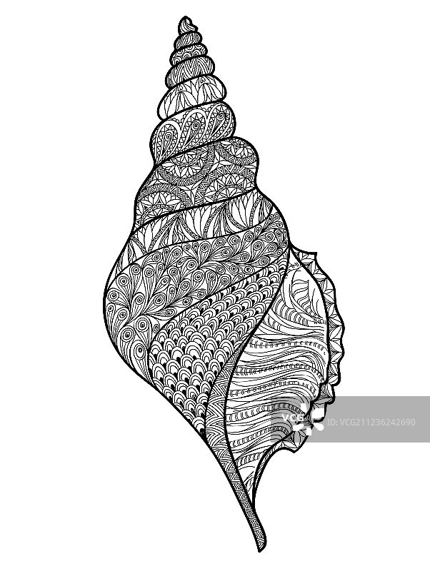 白色背景海洋生物线条艺术贝壳图片素材