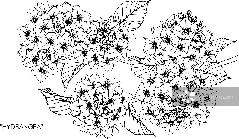 绣球花绘画图片素材