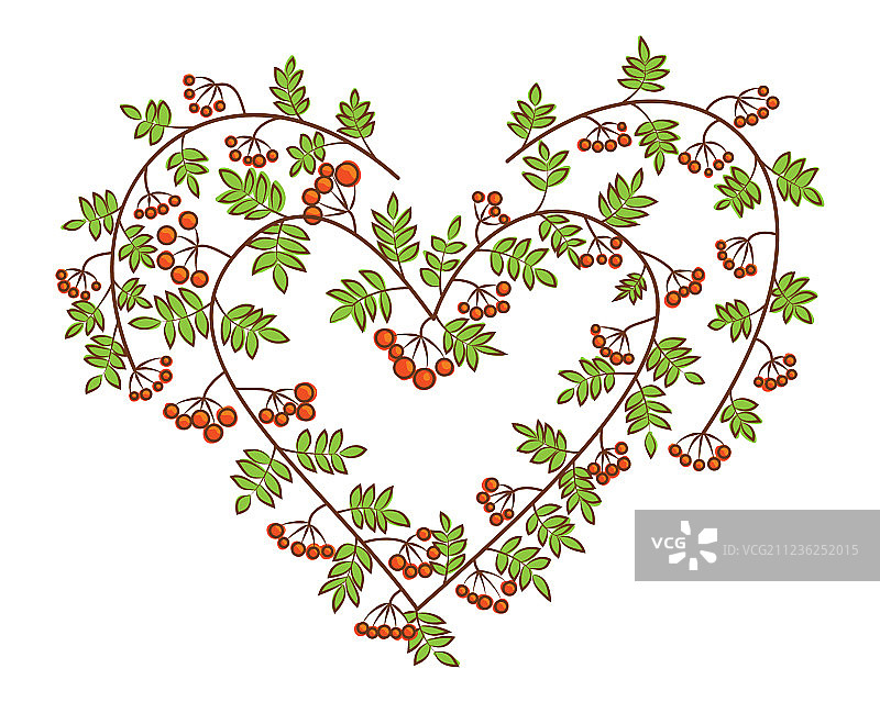 心形花楸浆果树枝图片素材
