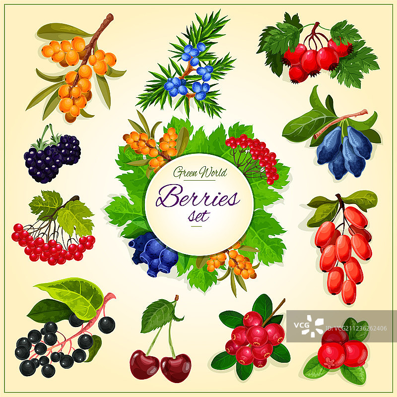 野生浆果和水果海报图片素材