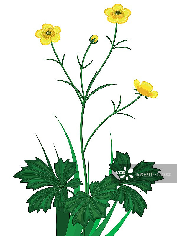 毛茛小花图片素材