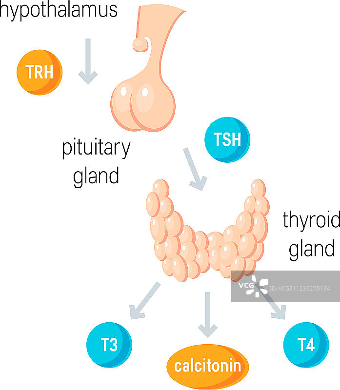 甲状腺激素图片素材