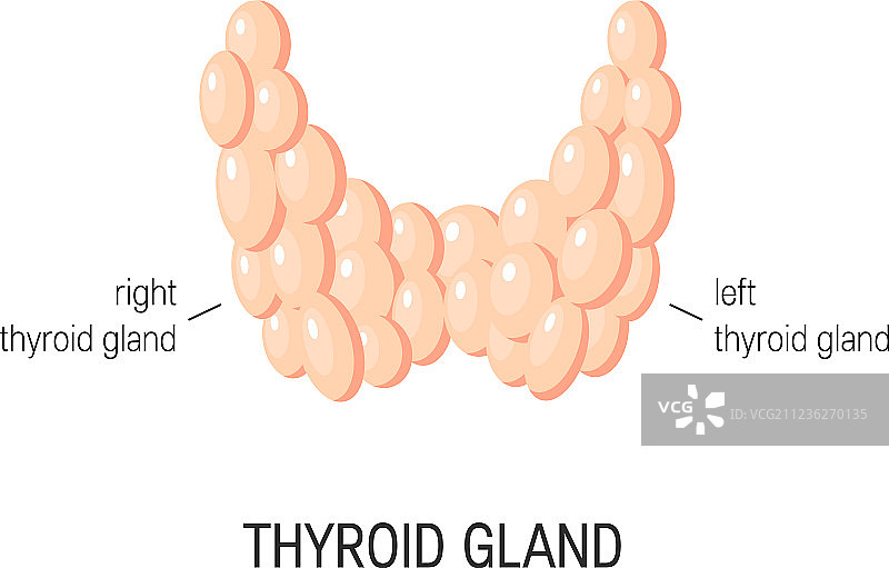 甲状腺图片素材
