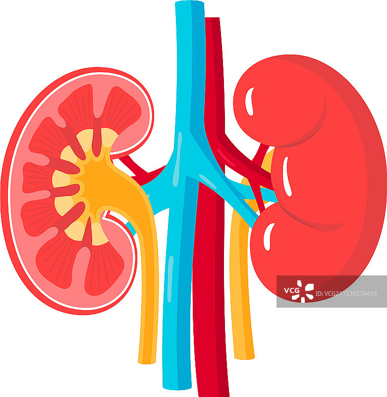 健康的肾脏图片素材