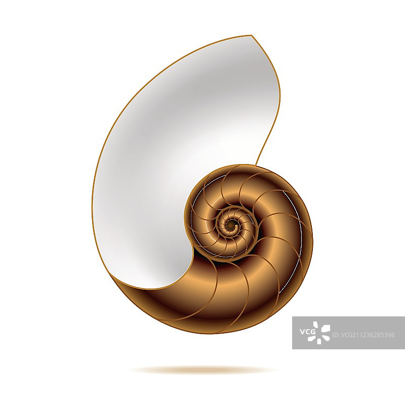 鹦鹉螺图片素材