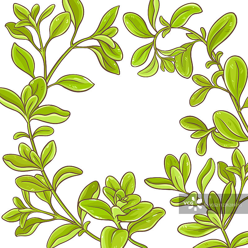 马郁兰枝条框架图片素材