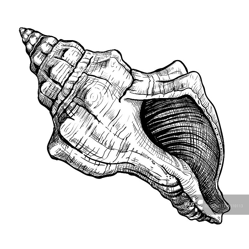 手绘海螺素描图片素材