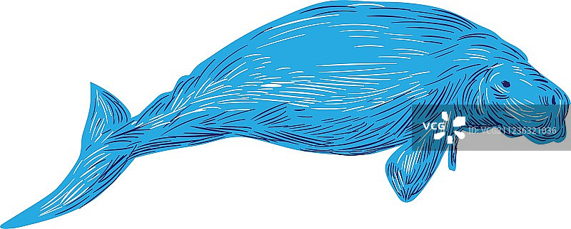 儒艮绘画图片素材