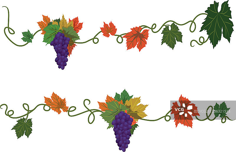 葡萄分隔线素材图片素材