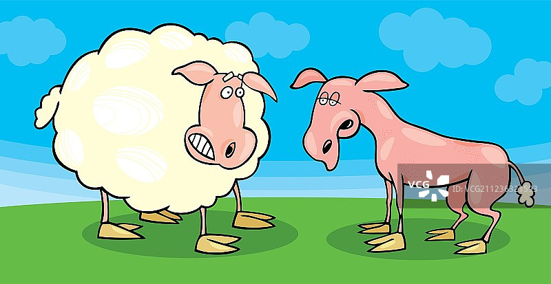 害怕的绵羊和剃光了毛的绵羊图片素材
