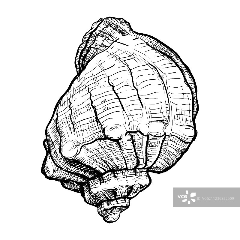 手绘海螺素描图片素材