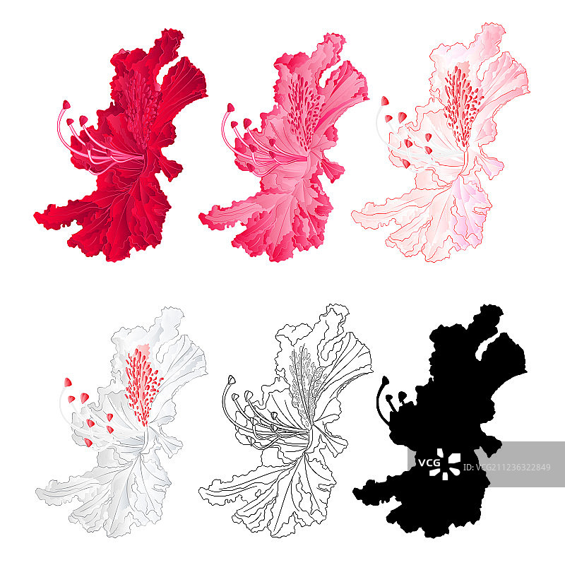 红色粉色山地杜鹃花灌木图片素材