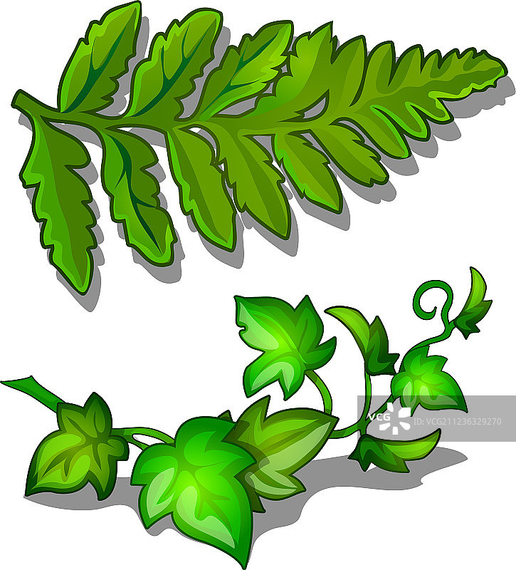 白色背景上孤立的蕨类植物和藤蔓植物的叶子图片素材