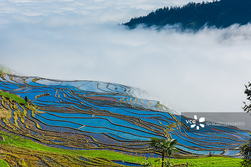 清晨云雾中的云南红河州撒玛坝梯田图片素材