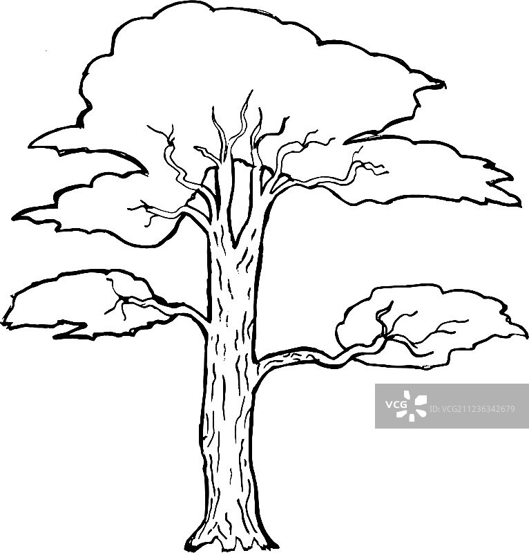 金合欢树图片素材