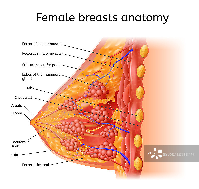 人类女性乳房解剖医学方案图片素材