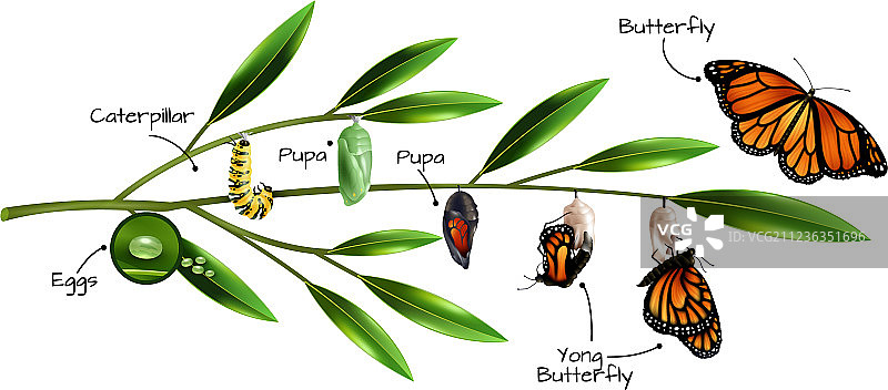 蝴蝶变态组合图片素材