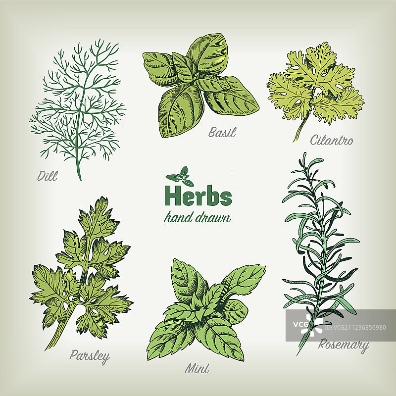 手绘烹饪香草图片素材