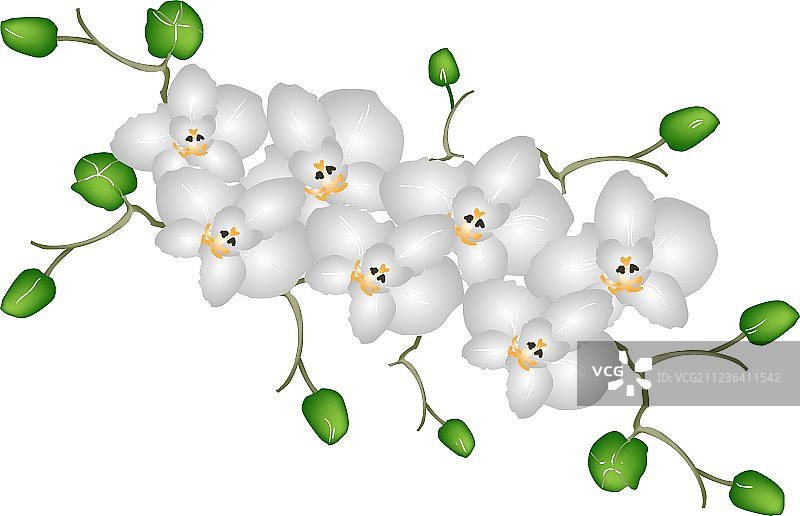 白色背景上的美丽月亮兰花图片素材