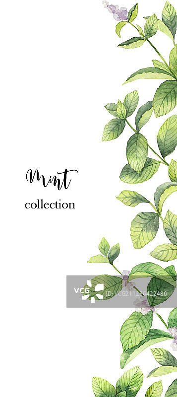 薄荷枝水彩banner图片素材