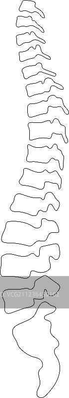 人类脊柱图片素材