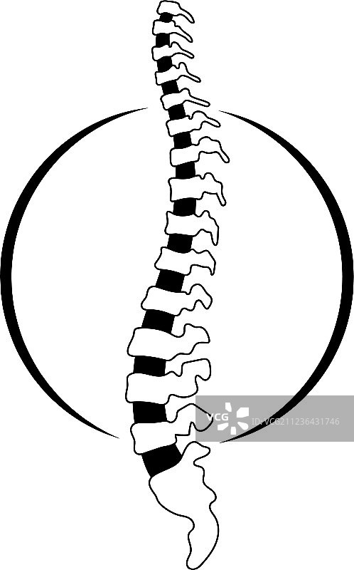 人类脊柱图片素材
