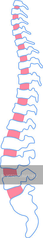 人类脊柱图片素材