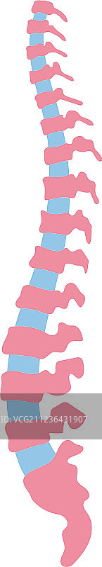 人类脊柱图片素材