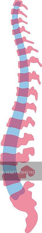 人类脊柱图片素材